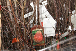 Fruit trees - Nursery Farm Wieczorek