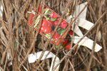 Fruit trees - Nursery Farm Wieczorek