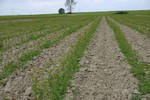 Fruit trees - Nursery Farm Wieczorek