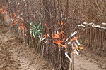 Fruit trees - Nursery Farm Wieczorek