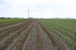 Fruit trees - Nursery Farm Wieczorek