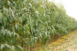 Fruit trees - Nursery Farm Wieczorek