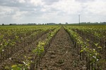 Fruit trees - Nursery Farm Wieczorek