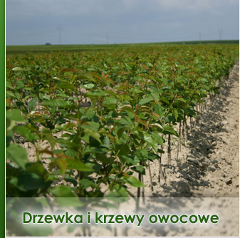 Drzewka i krzewy owocowe