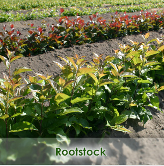 Rootstock