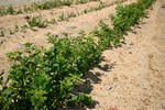 Fruit shrubs - Gooseberry - WIECZOREK