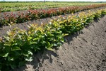 Vegetative rootstock - Nursery Farm - WIECZOREK